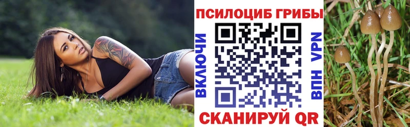 кракен tor Медынь Галлюциногенные грибы Cubensis